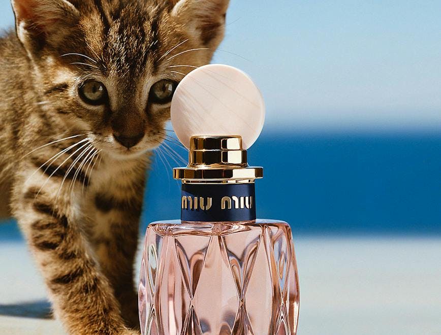 bottle cat animal mammal pet perfume cosmetics