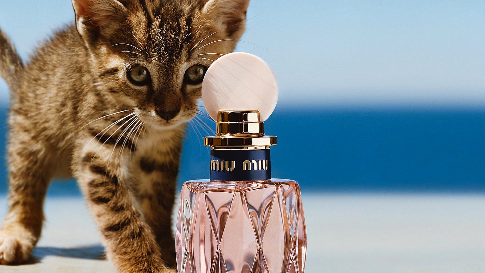 bottle cat animal mammal pet perfume cosmetics
