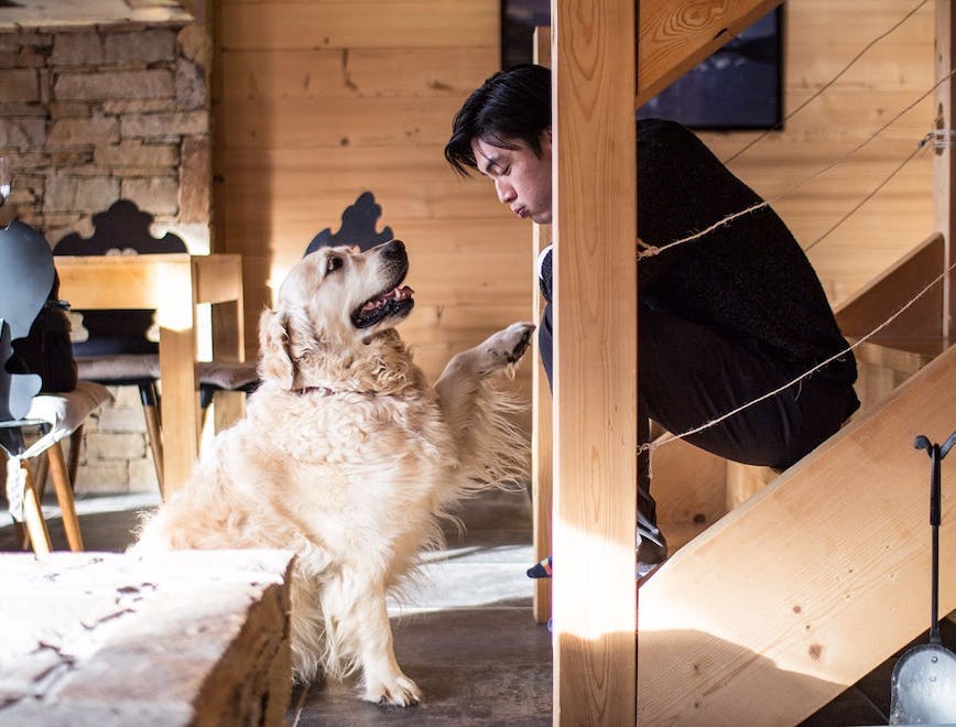 wood plywood hardwood dog mammal animal canine pet person flooring